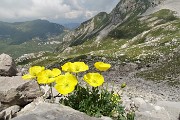 37 Papavero alpino (Papaver rhaeticum)